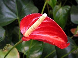 Anthurium ou Langue de feu