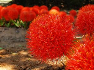 Blood Lily, Scadoxus puniceus