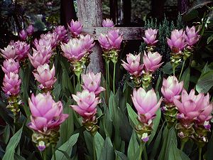 Fleurs de Curcuma