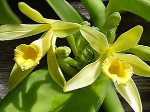 Fleur de Vanille - Vanillier