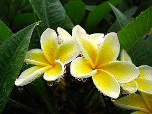 Fleur de frangipanier - Plumeria