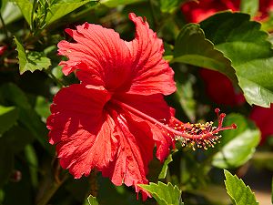 Hibiscus ou Althéa, Bissap
