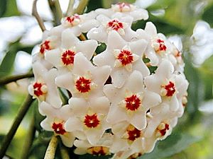 Hoya carnosa parfumée