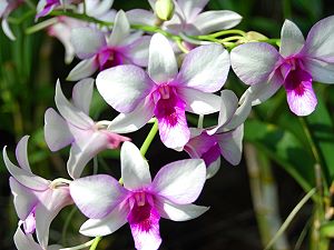 Orchidées
