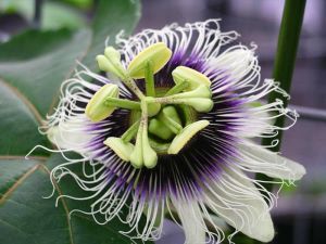 Passiflore, du fruit de la passion