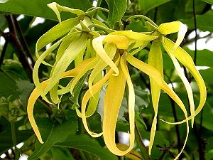 Ylang-Ylang