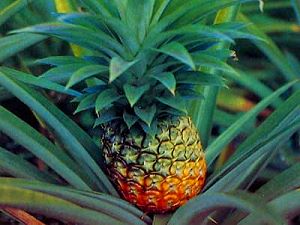 Ananas - fruit exotique