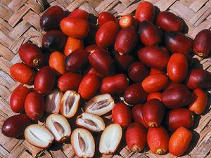 Dattes - fruit