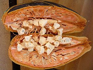 Fruit du Baobab - fruit exotique