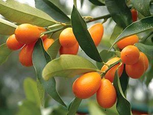 Kumquats - fruit exotique