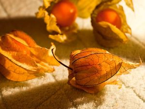 Physalis - fruit exotique