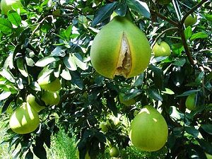 Pomelos - fruit exotique
