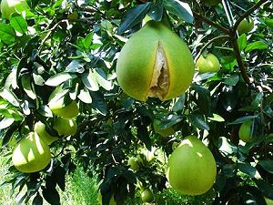 Pomelos