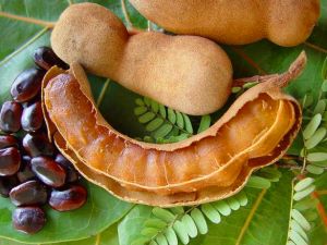 Tamarins - fruit exotique