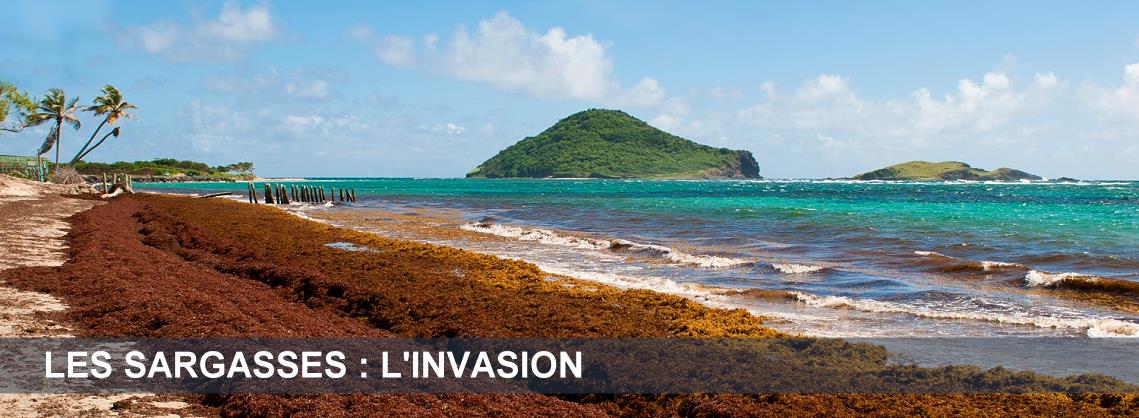 Les algues sargasses dans les Caraïbes