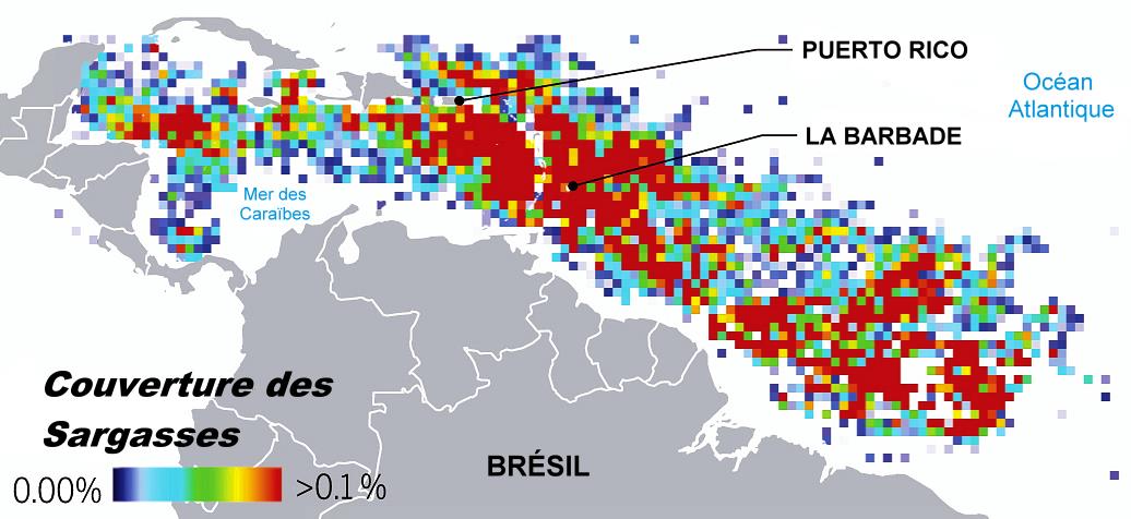 Carte satellite des sargasses Carabes et Atlantique en 2024