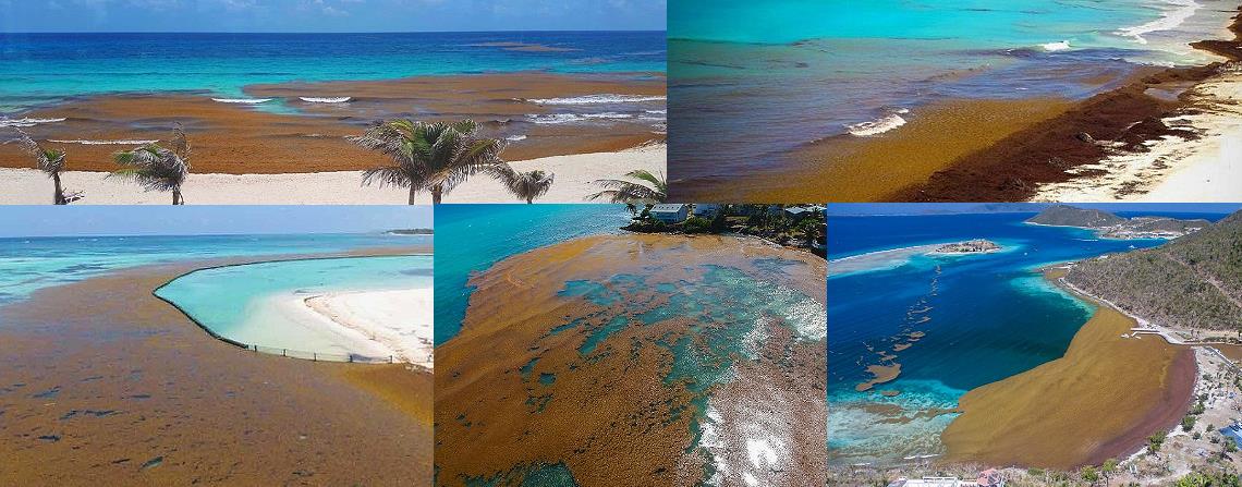 Plages envahies par les sargasses dans les Carabes