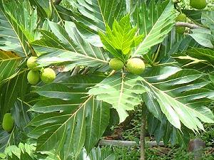 Arbre à pain - arbre tropical