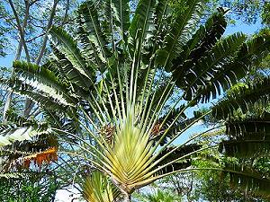 Arbre du voyageur - arbre tropical