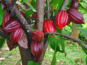 Cacaoyer et ses fèves - arbre tropical
