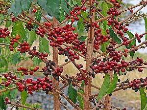 Caféier, arbre à café - arbre tropical