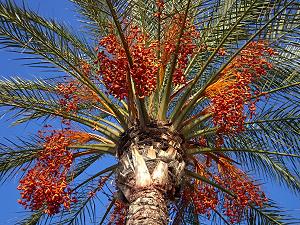 Dattier, arbre palmier à dattes - arbre tropical