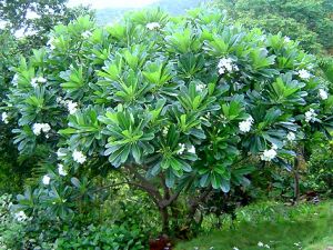 Frangipanier Plumeria - arbre tropical