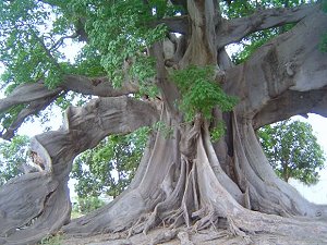 Arbre Fromager - arbre tropical