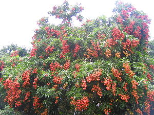 Litchier, arbre  lychees