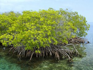 Mangrove de Paltuviers