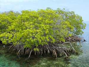 ooo - arbre tropical