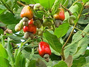 Noyer de cajou, arbre  noix de cajou et pommes