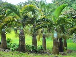 ooo - arbre tropical