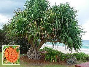 Pandanus et son fruit - arbre tropical