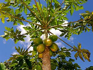 Papayer, arbre  papayes