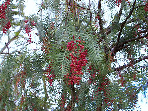 Poivrier rose, arbre à poivre - arbre tropical