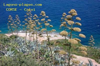 Plage de la corse à Calvi